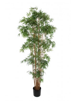 Bambu Japonês Verde 235cm